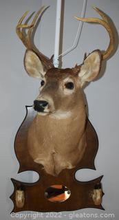 Taxidermy Whitetail Deer Shoulder Mount with Hoof Rack and Mirror Deer Looking Slight to Right 